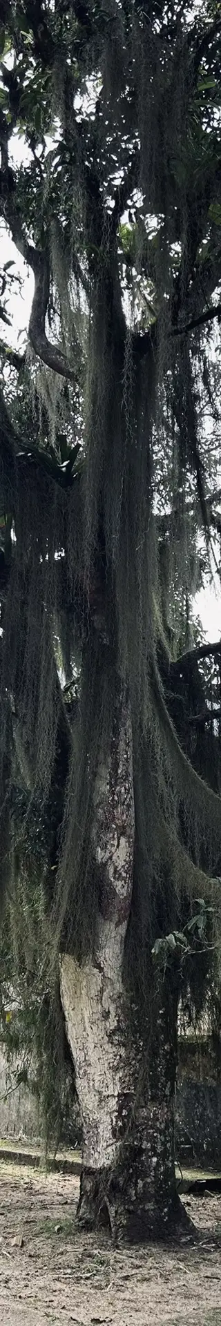 Spanish Moss